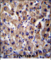 ATP5J Antibody (Center)