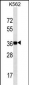 NANOG Antibody