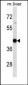 HLA-A Antibody(Center)