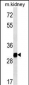 GNPDA1 Antibody