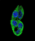 MASTL Antibody