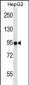 MASTL Antibody