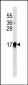 Interferon-alpha Antibody