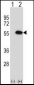 MINA Antibody (N-term)