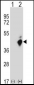 FAS Antibody (C-term Y291)