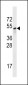 Sestrin-3 Antibody (Center Y335)