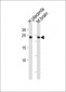 SOX15 Antibody (Center)