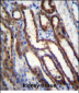 NXN Antibody (Center)