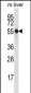 NXN Antibody (Center)