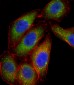 MAPK14 Antibody (Center T180/Y182)