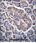 GPD2 Antibody (C-term)