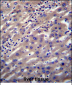 SCP2 Antibody (N-term)