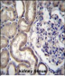 STIM2 Antibody (N-term)