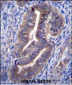 K1324 Antibody (C-term)