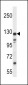 K1324 Antibody (C-term)