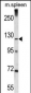 K1324 Antibody (C-term)