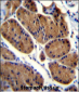 NDUFS8 Antibody (Center)