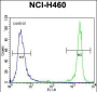 GDF15 Antibody (N-term)