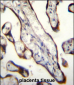 GDF15 Antibody (N-term)