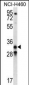 GDF15 Antibody (N-term)