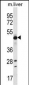 EEF1A2 Antibody (C-term)