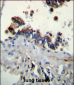 FCN3 Antibody (C-term)