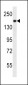 PREX1 Antibody (C-term)