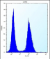 ASS1 Antibody (C-term)