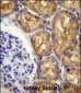 ASS1 Antibody (C-term)