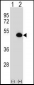 ASS1 Antibody (C-term)