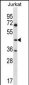 ASS1 Antibody (C-term)