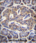 EIF4H Antibody (Center)