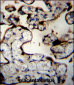 DNAJB11 Antibody (N-term)