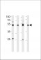 HINFP Antibody (Center)