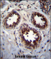 EIF4EBP1 Antibody (Center)