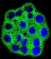 CDKN2B Antibody (C-term)