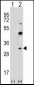 CLDN2 Antibody (C-term Y195)