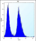 CLDN2 Antibody (C-term Y224)