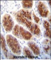 CLDN2 Antibody (C-term Y224)