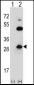 CLDN2 Antibody (C-term Y224)