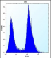 TRIP13 Antibody (C-term)