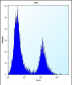 IRF4 Antibody (Center)