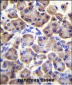 MRPS12 Antibody (Center K43)