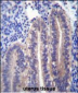 ANGPTL7 Antibody (C-term)