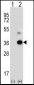 ANGPTL7 Antibody (C-term)