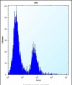 CA1 Antibody (N-term)