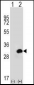 CA1 Antibody (N-term)