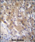 FGL1 Antibody (C-term)