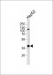 FGL1 Antibody (C-term)