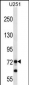 PEG10 Antibody (N-term)